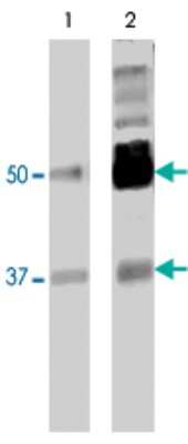 Western Blot: PTBP2 Antibody (2D10-B2) [H00058155-M01]