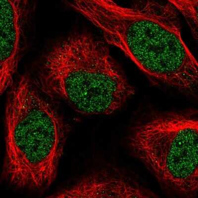 Immunocytochemistry/ Immunofluorescence: PTBP2 Antibody [NBP1-92302]