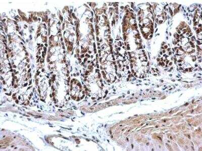 Immunohistochemistry-Paraffin: PTBP2 Antibody [NBP2-19997]