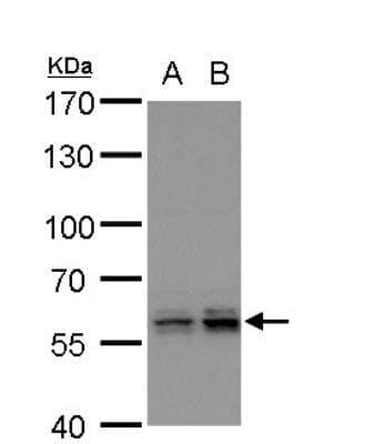 Western Blot: PTBP2 Antibody [NBP2-19997]