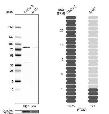 Western Blot: PTCD1 Antibody [NBP1-81493]