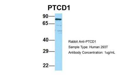 Western Blot: PTCD1 Antibody [NBP2-85557]