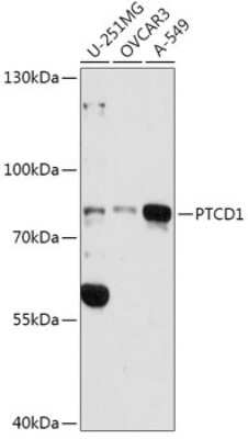 Western Blot: PTCD1 AntibodyAzide and BSA Free [NBP2-93462]