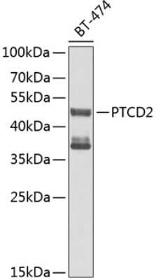 Western Blot: PTCD2 AntibodyBSA Free [NBP2-94342]