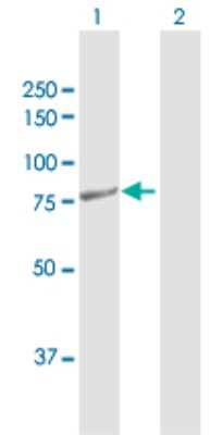 Western Blot: PTCD3 Antibody [H00055037-D01P]