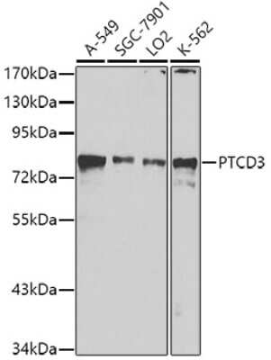 Western Blot: PTCD3 AntibodyBSA Free [NBP2-94697]