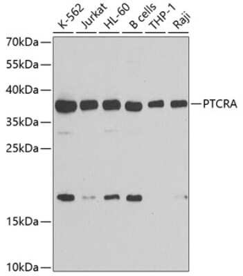 Western Blot: PTCRA AntibodyBSA Free [NBP2-93005]