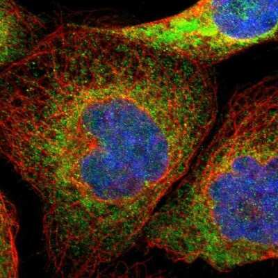 Immunocytochemistry/ Immunofluorescence: PTDSS1 Antibody [NBP1-83060]