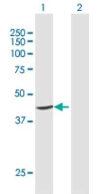 Western Blot: PTDSS1 Antibody [H00009791-D01P]