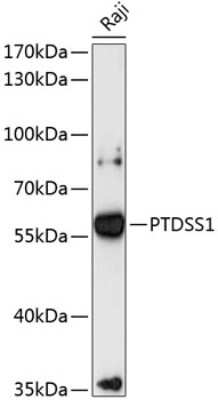 Western Blot: PTDSS1 AntibodyAzide and BSA Free [NBP2-94249]