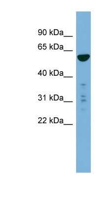 Western Blot: PTDSS2 Antibody [NBP1-91351]