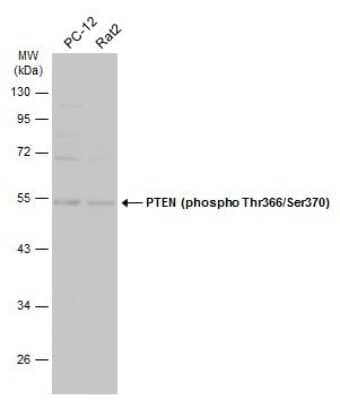 Western Blot: PTEN [p Thr366, p Ser370] Antibody [NBP3-12919]