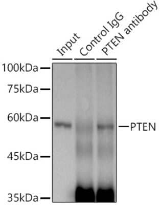 Immunoprecipitation: PTEN Antibody (7O6F4) [NBP3-15666]