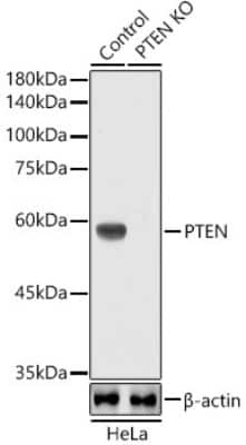 Knockout Validated: PTEN Antibody (7O6F4) [NBP3-15666]