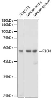 Western Blot: PTEN Antibody (7O6F4) [NBP3-15666]
