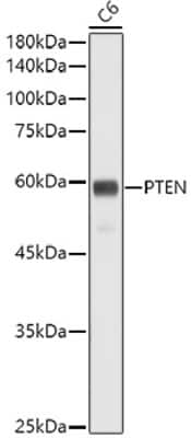 Western Blot: PTEN Antibody (7O6F4) [NBP3-15666]