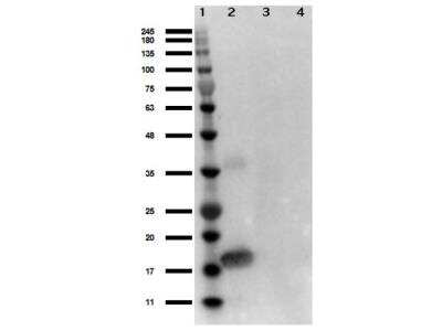 Western Blot: PTEN [p Ser29, p Thr32] Antibody [NBP1-77932]