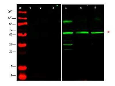 Western Blot: PTENP1 Antibody [NB110-86973]