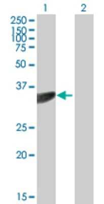 Western Blot: PTER Antibody [H00009317-B01P]