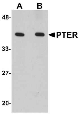 Western Blot: PTER AntibodyBSA Free [NBP1-77355]