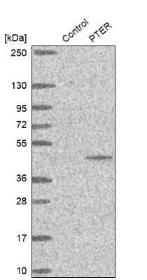 Western Blot: PTER Antibody [NBP1-86264]