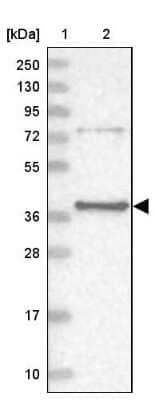 Western Blot: PTER Antibody [NBP2-38380]