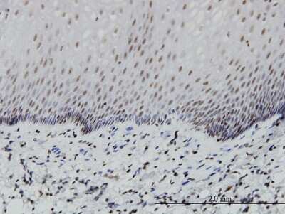 Immunohistochemistry-Paraffin: PTF1A Antibody (1A2) [H00256297-M05]