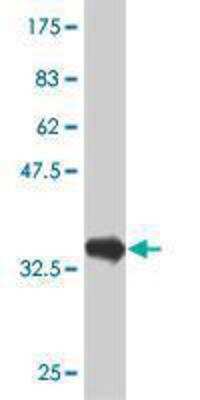 Western Blot: PTF1A Antibody (1B8) [H00256297-M03]