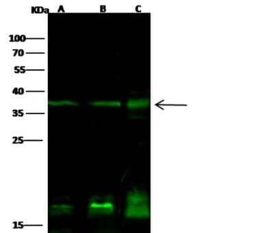 Western Blot: PTF1A Antibody [NBP2-98726]