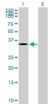 Western Blot: PTGDR Antibody [H00005729-B01P]