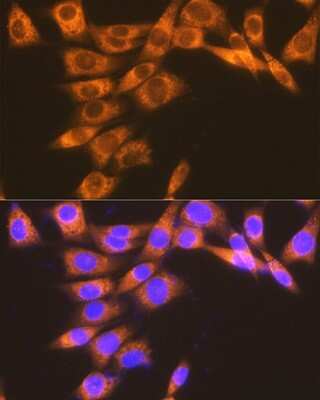 Immunocytochemistry/ Immunofluorescence: PTGER2 Antibody (2G10L6) [NBP3-16740]