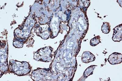 Immunohistochemistry-Paraffin: PTGER2 Antibody (2G10L6) [NBP3-16740]