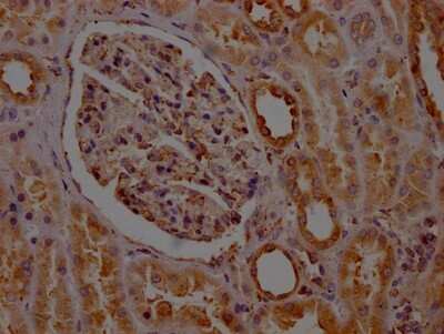 Immunohistochemistry: PTGER2 Antibody (8D8) [NBP3-15217]