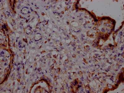 Immunohistochemistry: PTGER2 Antibody (8D8) [NBP3-15217]