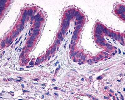 Immunohistochemistry-Paraffin: PTGER2 Antibody - BSA Free [NLS971]