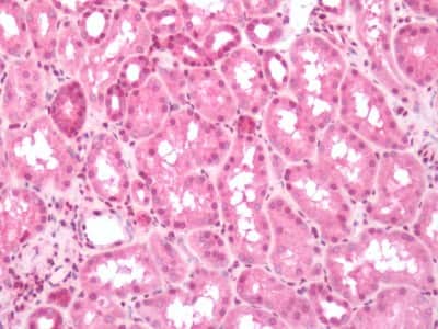 Immunohistochemistry-Paraffin: PTGER3 Antibody [NBP3-14452]