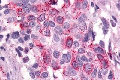 Immunohistochemistry-Paraffin: PTGER3 Antibody - BSA Free [NLS975]