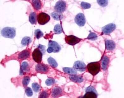 Immunohistochemistry: PTGER4/EP4 Antibody - BSA Free [NLS3896]