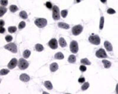 Immunohistochemistry: PTGER4/EP4 Antibody - BSA Free [NLS3896]