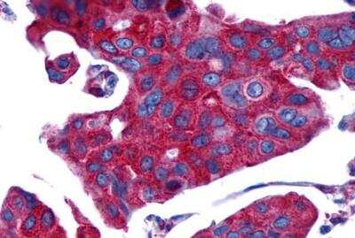 Immunohistochemistry-Paraffin: PTGER4/EP4 Antibody - BSA Free [NLS3890]