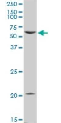 Western Blot: PTGER4/EP4 Antibody [H00005734-D01P]