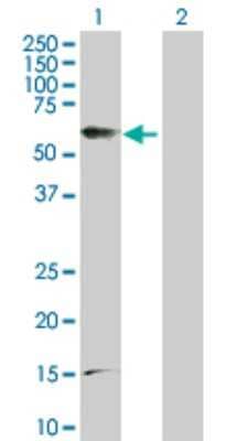 Western Blot: PTGER4/EP4 Antibody [H00005734-D01P]