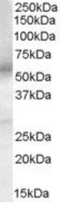 Western Blot: PTGER4/EP4 Antibody [NB100-2801]