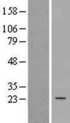 Western Blot: Prostaglandin E Synthase 2/PTGES2 Overexpression Lysate [NBP2-10087]