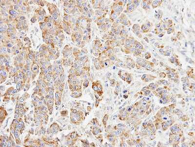 Immunohistochemistry-Paraffin: p23/PTGES3 Antibody [NBP2-19999]