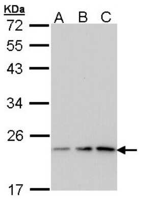 Western Blot: p23/PTGES3 Antibody [NBP2-19999]