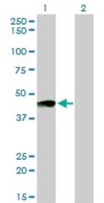 Western Blot: PTGIR Antibody (4B10) [H00005739-M01]