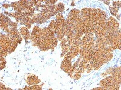 Immunohistochemistry-Paraffin: PTH Antibody (3H9) - N-terminal - IHC-Prediluted [NBP2-48374]