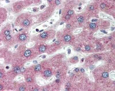 Immunohistochemistry-Paraffin: PTH1R/PTHR1 Antibody (3D1.1) [NBP1-40067]
