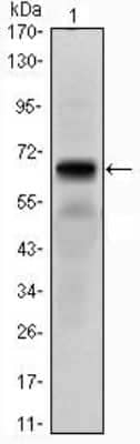 Western Blot: PTH1R/PTHR1 Antibody (4D2)BSA Free [NBP1-51640]